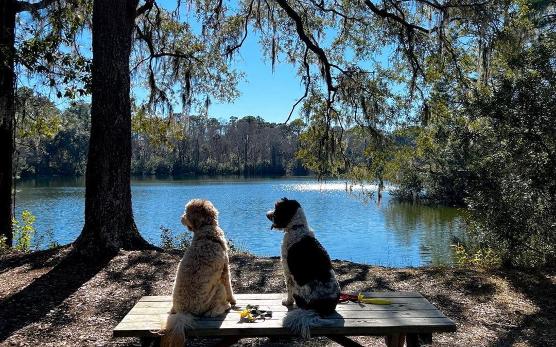 Dog's enjoying the view at the Sea Pines Forest Preserve. You can see why dogs love it here too!